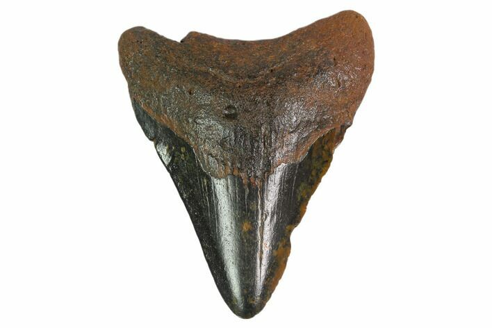 Fossil Megalodon Tooth - South Carolina #130085